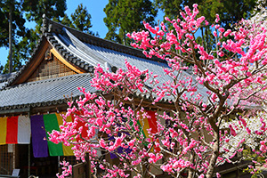 京都 三千院 梅