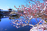 京都の梅写真　平安神宮　雪と梅