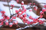 京都の梅景色　雪と梅　コラボレーション