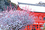 京都の梅画像　下鴨神社　雪　梅