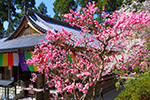 京都の梅景色　三千院　梅と桜