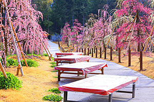 三室戸寺 京都