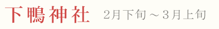 下鴨神社の梅 見頃 時期 2月下旬〜3月中旬