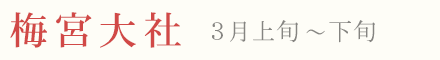 梅宮大社の梅 見頃 時期 3月上旬〜下旬