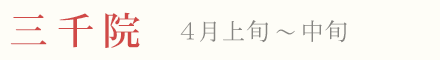 三千院の梅 見頃 時期 4月上旬〜中旬