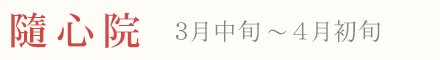 隨心院の梅 見頃 時期 3月中旬〜4月上旬