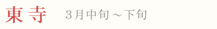 東寺の梅 見頃 時期 3月中旬〜下旬