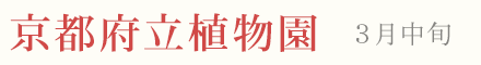京都府立植物園の梅 見頃 時期 3月中旬