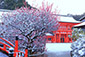 京都の冬写真　下鴨神社