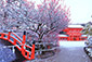 京都の冬　下鴨神社　雪と梅