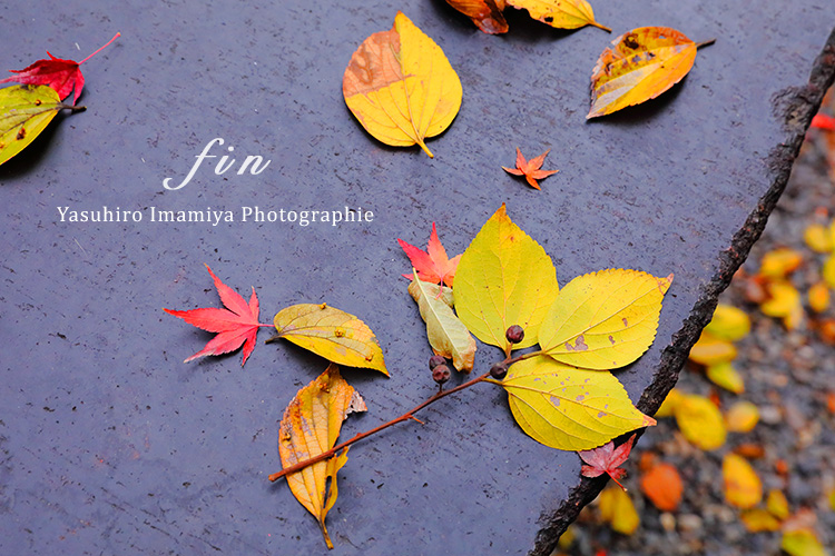 Colored leafs of kyoto