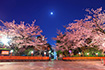 京都　祇園白川　桜