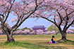 奈良　平城宮跡　桜