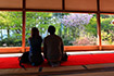 京都　宝泉院　桜