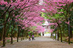 滋賀　近江神宮　桜