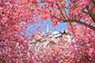 パリ　ノートルダム大聖堂　桜