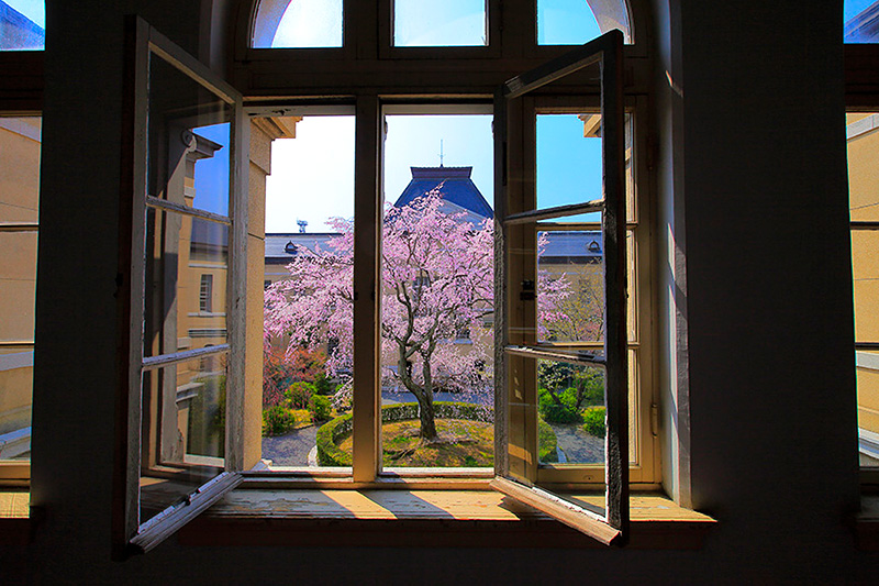 京都府庁　桜