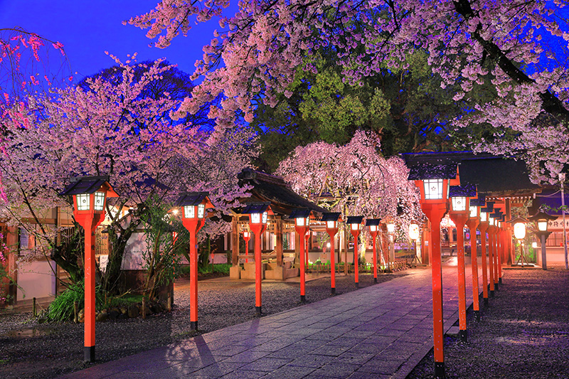 平野神社　桜