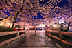 祇園白川　桜