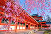 平安神宮　桜