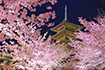 東寺　桜　ライトアップ