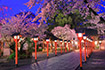 平野神社　桜　ライトアップ