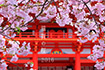 近江神宮　桜