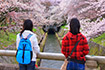 琵琶湖疏水　桜　写真