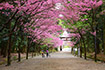 近江神宮　桜　画像