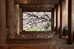 石山寺　桜　写真