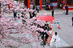 近江神宮　桜　結婚式
