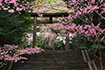 近江神宮　桜　写真