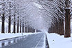 メタセコイア並木　雪景色
