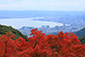 琵琶湖　紅葉　写真