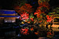 滋賀　百済寺　紅葉　ライトアップ