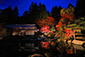 百済寺　紅葉　ライトアップ　画像