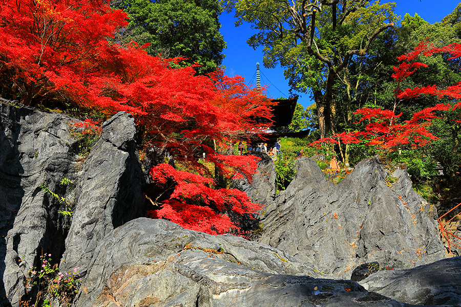 紅葉 石山寺