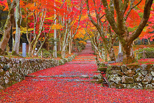 �{�����@�g�t�@�摜