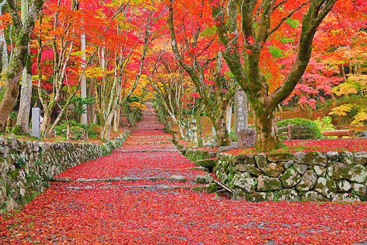 �{�����@�g�t�@�ʐ^