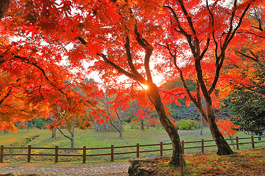 �{�����@���݂�