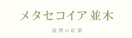 ꌧ@^ZRCAؓ@gt