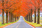 滋賀　メタセコイア並木　紅葉　高画質写真