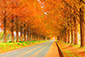 メタセコイア並木　紅葉　高画質画像