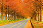 メタセコイア並木　紅葉　高画質写真