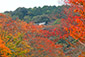 三井寺　琵琶湖疏水の紅葉