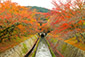 琵琶湖疏水　紅葉