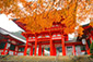 近江神宮　紅葉　高画質　画像