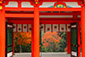 近江神宮　ちはやふる　紅葉　写真