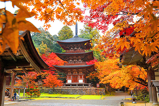 ����@�g�t�@�ʐ^