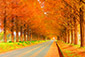 滋賀の紅葉絶景　メタセコイア並木